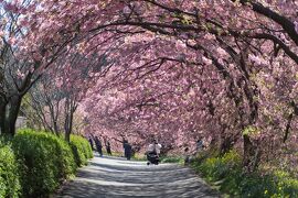 ☆南伊豆の河津桜