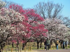 府中市郷土の森公園の梅