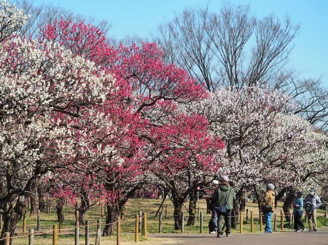 梅を観に府中市郷土の森公園へ♪<br /><br />■府中郷土の森博物館HP<br />http://www.fuchu-cpf.or.jp/museum/index.html