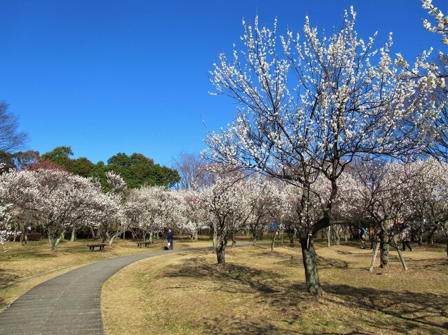 遠出も出来ない昨今、穏やかな陽気に誘われて近場の「大宮第二公園」に散歩に出掛けました。<br />丁度、梅林では梅の花が咲き揃い、年金生活者と思しき面々や赤ちゃん連れのお母さんが梅の花の香りを楽しんでいましたね。<br />産業道路を挟んで西側の「武蔵一宮(いちのみや)氷川神社」と「小動物園」も覗いて来ました。<br />今回の旅の費用は¥0です。