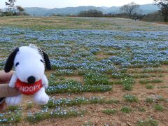 世羅高原『花夢の里ロクタン』のネモフィラ＆芝桜には少し早かった◆2017年4月下旬／チューリップを見に広島県東部へ《その３》