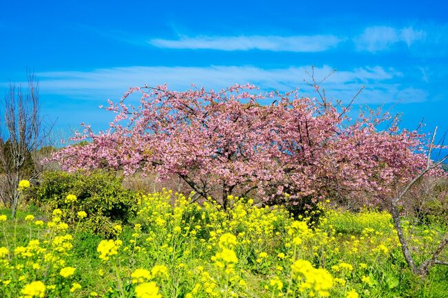 　綱敷天満宮の帰りに静豊園の河津桜を見てきました。<br />　市役所のホームページや国道からの静豊園入口には、コロナ拡大防止のため一般公開中止、と案内されていましたが、河津桜の様子が気になり下見して来ました。