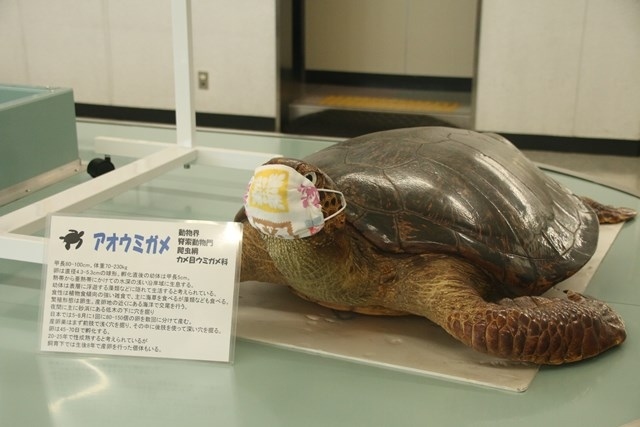 上陸難易度AAAの東京の秘境　二重カルデラとひんぎゃの地熱の島を歩き回る　青ヶ島の自然２日目