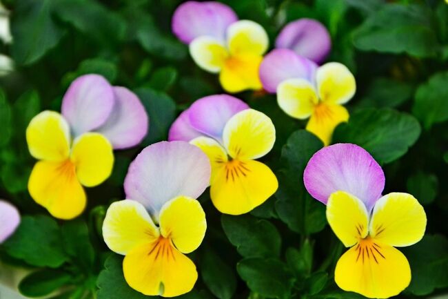 もうすぐ春ですね。春が来たような装いの雰囲気。<br /><br /> 花フェスタ記念公園へ。<br />明智光秀 博覧会 2020 in 可児市・花フェスタも終わり<br />花のミュージアムは、可児市明智光秀関連企画展「明智光秀物語」<br />を引き続きお楽しみいただけます。<br />バラのベルベデーレを最も美しく見渡せる展望デッキを通り<br />トンネルギャラリーを抜けると、<br /><br />「そよぎの谷」でフクジュソウが開花と雪割草の咲き始めたよう。<br /><br />次に、<br />花の地球館にて 、パンジー とビオラ をメインとしたガーデンショー!<br /><br />更に、<br />花トピアにて、ぎふ花と緑の展示会in花フェスタ、&<br />中部地区最大規模「パンジービオラの世界展2021」最終日へ<br /><br />最後に、花トピアを出て、<br />厳しい寒さの中、霧のプレリュードでウメが見事に咲いてました。<br /><br />プリンセスホール雅の南側の芝生を、<br />音楽広場では、子供達が遊ぶ遊具の工事が進められてました。<br /><br />孫のサッカー試合練習の合間を抜け出して来たので、<br />急いで、愛知県の扶桑へ急いで戻ることになりました。<br />