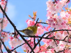 河津桜で遊ぶメジロたち2021～蜜を求めてやって来るチャーミングな野鳥～（川崎市中原）