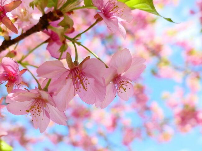 【コロナでどこにも行けないから】近所で楽しむ春と花