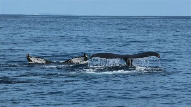 毎年冬になると慶良間諸島にはザトウクジラがやってきます。<br />今回は特にザトウクジラと出会える可能性の高いと言われる座間味島でホエール・ウオッチングに参加しました。<br />大きなザトウクジラを近くで見ることができて楽しめました。<br /><br />ホエール・ウオッチング（４K）<br />https://www.youtube.com/watch?v=w6ojNIgNTVI&amp;feature=youtu.be<br /><br />座間味島（４K）<br />https://www.youtube.com/watch?v=p3iIeudokgA<br /><br />
