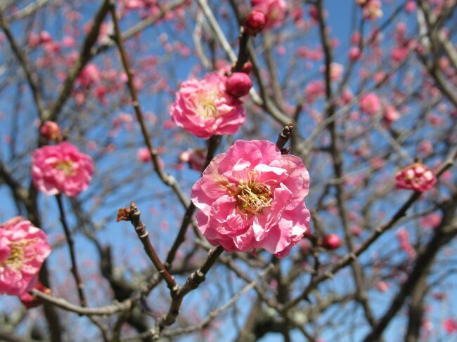 2月初旬に梅を見に服部緑地公園まで散歩です。<br />奥さんと二人ででかけ、途中で咲いている梅を眺め、スーパーでお弁当を買って服部緑地公園の梅林で梅を愛でながらお弁当を食べました。<br />別の日は佐井寺方面を散歩して和菓子屋さんでお菓子を買って帰りました。