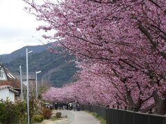 緊急事態宣言中に行く　河津桜　　～　感染対策をすれば大丈夫　～　散策編