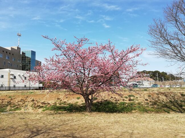 コロナの影響で遠出は避けたい。<br />でもそろそろ桜も見たい<br />ネットで検索したら柏近辺でも河津桜が見れるらしいと分かっので出かけてきた。<br />　<br />参考<br />松ヶ崎城跡<br />高台になつていて斜面や平地に30本以上は咲いていたので見ごたえあり。<br /><br />大堀川沿い<br />大堀川と16号の交差してる辺りで散見<br />柏警察に近い方が見ごたえある<br /><br />柏警察の向かいにある学校の敷地ないにも咲いてる桜あるようだったが。。そこはパスした<br /><br />大堀川と常磐線と交差付近でも見れる<br /><br />感想<br />駅から歩いてもそんなに遠くはないので行きやすい。本数もある程度あるのてお勧めです。<br /><br />本日のコース<br />北柏駅→松ヶ崎城跡→大掘川沿い(柏警察近く)→柏駅<br />