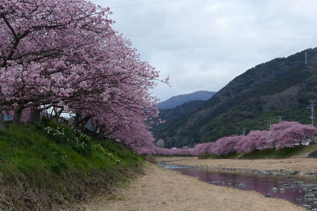 緊急事態宣言の真っ最中<br />前からずっと行きたいと思っていた<br />河津桜を見に意を決していくことに<br /><br />以外にも県外ナンバーがチラホラこの時期を楽しみに来ている。<br /><br />基本皆　マスク着用で静かに鑑賞を楽しんでいる<br /><br />ちょっとお値段は高いが場所と温泉と食事の良さで<br />玉峰館を選び<br />期待以上だった<br /><br />お風呂は貸し切り　<br />夕食は個室、朝食は食事のテーブルの間隔を十分に開け<br />心配なく過ごせました。<br />思い切って行って良かった<br /><br /><br /><br />