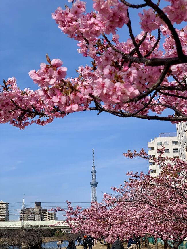 愛犬ハルを連れて<br />近所の小規模花見スポットへ<br />たかが10本程度の河津桜だけど<br />しっかりと春を感じられた<br />いろいろ騒がしい世の中だけど<br />それでも季節は巡るのですね<br />※映っているのは隅田川ではありません<br /><br />https://www.youtube.com/watch?v=4IDs40tLbTE