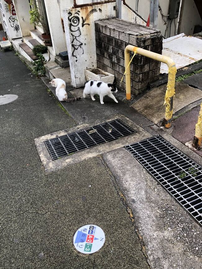 番外編は、今回の旅で出会った、お猫さまたちです。