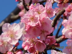 ふじみ野市鶴ケ岡中央通りの河津桜は見ごろになりました