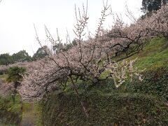 南朝の里の急坂の梅林