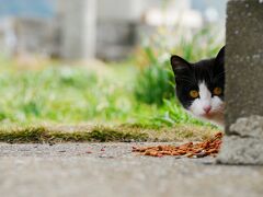 福岡県新宮から渡る猫の島、相島へ＆博多街歩きと中洲オキニ大衆酒場編　　　