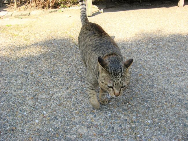 ２月22日は猫の日、次男の合格祈願に託けて京都・哲学の道へ猫を探しに出掛けました(=^・^=)