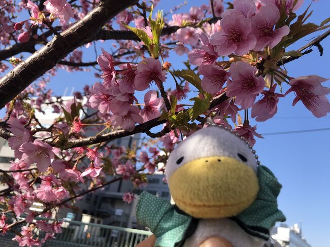 令和3年今年も梅の花が咲き始め春の兆しが感じられるようになりました。梅の花を見に小石川植物園、北野牛天神.羽根木公園と訪問しました。河津桜も見頃になっていると聞き大横川親水公園に行ってきました。