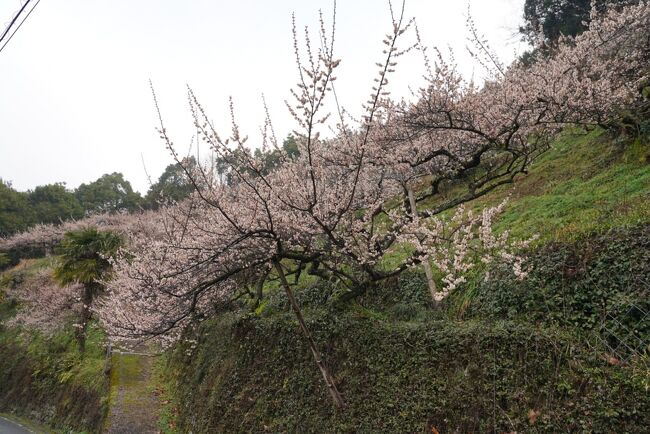 奈良随一の梅林、賀名生の梅を見に。低いとこは７分くらい？上の方は未開花、来週末は雨予報なので次の週あたりがよさそう。あまり観光用になってない梅畑で案内板とかが少なめで、どこ回ったか確信がない。