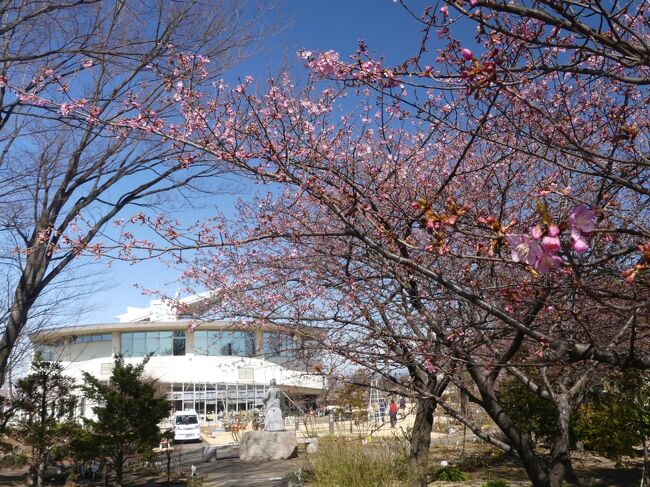 「道の駅めぬま」へ、吟子桜（河津桜）を見に行きました。河津桜の開花の便りがたくさん聞かれるようになりましたが、この日（２月２５日）ここでは、まだ咲き始めで、ほとんどが蕾でした。<br /><br />この地域（旧大里郡妻沼町）で生まれた「荻野吟子」は、日本初の公許女医として、埼玉３偉人の一人と言われています。その「荻野吟子」の誕生日（３月３日）頃に見頃になるので、この地域では河津桜を「吟子桜」と呼んでいるそうです。「吟子桜」は、史跡になっている「荻野吟子の生誕地」にもあります。