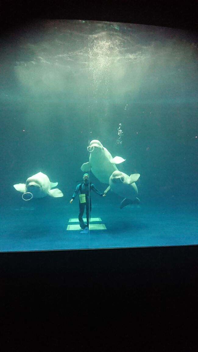 まずは。島根で、水族館行ったことがなくて。どうしてもイルカのバブルを見て。幸せになると決めて行きました。帰りは鳥取経由で帰ることになりました。<br />鳥取の砂丘見たことがなく、鳥取は数十年前に、鬼太郎の目玉親父のまんじゅうが食べたいだけのために行きましたが。。<br />とりあえず、鳥取の砂丘は、行ってみたかったついでに温泉に入ってみました！<br />鳥取も島根もコロナ対策万全でした！頭が下がります。