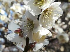 梅の季節の大宮散歩②