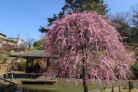 梅めぐり　大倉山公園梅林（37種）　　２０２１