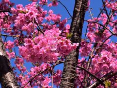 江川せせらぎ遊歩道の河津桜2021～春を彩る早咲き桜～（川崎市中原）