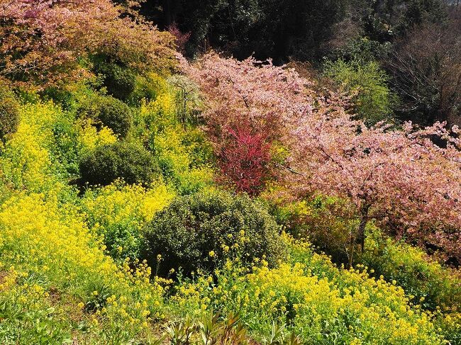 今年も河津桜を見に、松田町へ行ってきました。<br />今年の河津桜祭りは中止。河原の駐車場もバスもありません。<br />そしてお目当ての河津桜は遅かった！（＞＜）<br />菜の花は見ごろでした＾＾