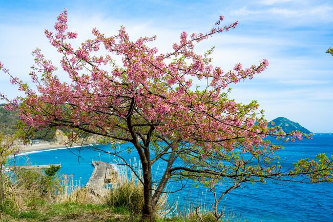 　花粉の飛散がやや少なくなり、九州一という５000本の河津桜が咲く津久見市四浦半島の河津桜を見に行ってきました。<br />　今年は厳寒が続き、開花は遅くなるだろうと予想したものの、昨年より19日遅れでは、さすがに遅すぎてほとんど葉桜になっていました。
