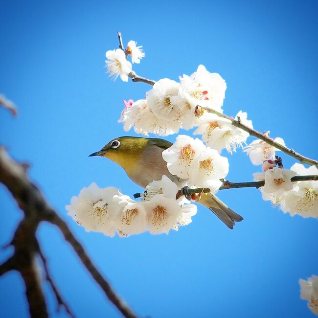 今年の梅見はここから始まりました。<br />それが鶴見の三ツ池公園の梅の木。<br /><br />三ツ池公園は桜は結構沢山咲くんだけど、めぼしい梅の木は2本しかありません^^;<br /><br />けれどもその2本は大木で、並んで立っているのでそこだけはすごく華やかなんです。<br /><br />例によってすばしっこいめじろを追いかけて一生懸命撮った写真もあり、お蔵入りするのももったいないのでシェアします。<br /><br />更に先日アップした大倉山の梅林へも再度モエ姉を連れて訪れたのですが、開花が進んでいてまたきれいに撮れたので良かったら覗いて見て下さいね♪<br /><br />