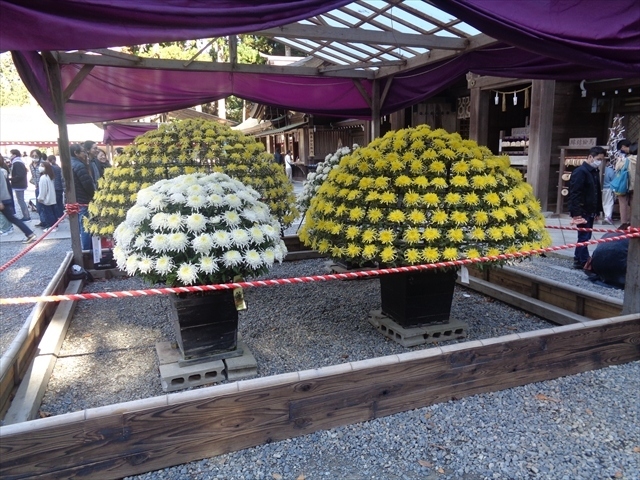 11月も終盤の日曜日は，新潟の弥彦神社へ．コロナの中ですが菊祭りが開催されると聞いて，行ってみることにしました．着いて最初に行ったのは，弥彦公園．ここはもみじ谷という絶好の紅葉スポットがあるのですが，流石に11月20日を過ぎたこの時期は紅葉も終り．地元の人にお伺いしたところ，1週間前であればとても綺麗だったそうです．弥彦公園は一番奥にある湯神社まで足を伸ばしてお参りした後，弥彦神社へ．菊祭りは規模を縮小して開催されたようですが，とても立派なキクで，とても良かったです．弥彦神社へお参りした後は，昼食を食べ，岩室温泉へ．ここで，いわむろやというお土産やさんに立ち寄り，最後に花の湯館という温泉に入って帰りました．