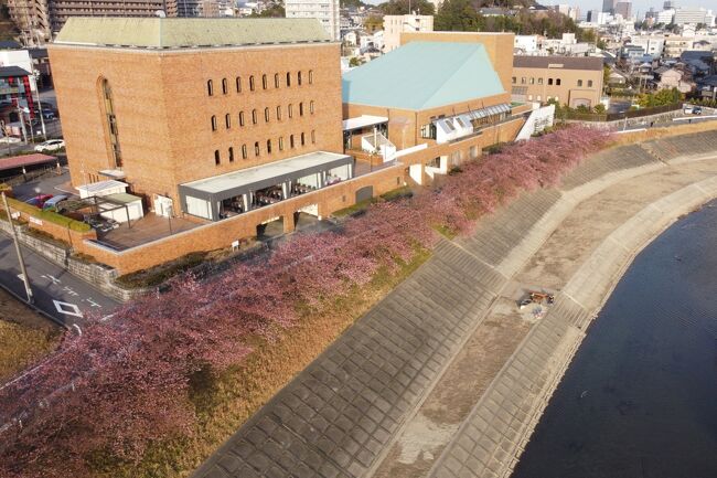 岡崎城の少し東にある竜美会館の河津桜で和船を漕いできました