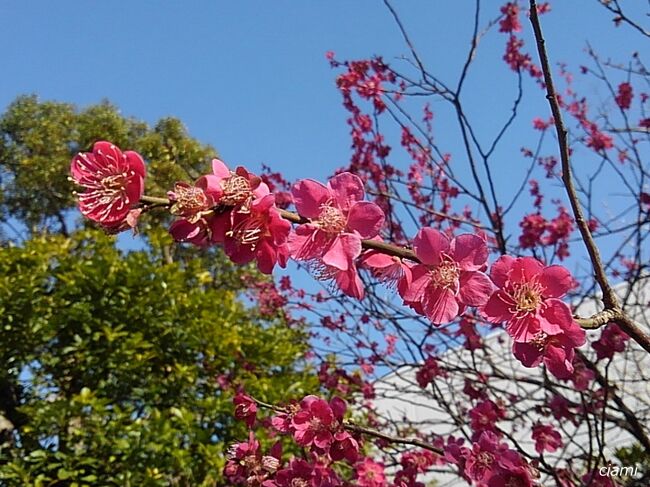 梅が咲いたら、春の始まり♪