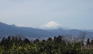 早春の曽我丘陵