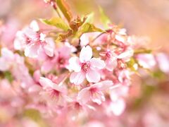 河津桜♪と吊るし雛.。o○行って来ました日帰りで(*´Д｀)。。河津桜編