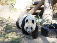 神戸王子動物園①