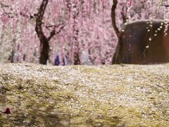 20210301-2 京都 城南宮の枝垂れ梅が見頃ってんで、行ってみますと…しばらくぶりの人混みで…