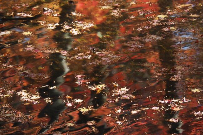 真紅 時々黄金色☆錦繍の軽井沢☆彡〈１〉写友たちとのフォトさんぽ編