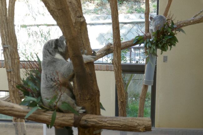 神戸王子動物園の続きです。<br />桜の季節は凄く綺麗で混雑するので、今は密にならずゆっくり見れます。<br />暖かい日を選んで何度でも来たいです。<br />近年コロナ禍で「タンタン」を見るのも予約とか大変でしたが、今は並ぶだけで見れます。<br />聞くところによると桜の時期に、ここの遊園地の観覧車から見渡す景色は素晴らしいとの事です。