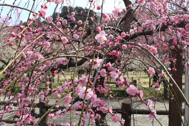 我が家の梅の花が散り始めたので、越生梅林の「梅まつり」に出かけました。<br />新型コロナの緊急事態宣言は継続中ですが、梅林周辺の駐車場はどこもほぼ満車状態・・・でも園内外の係員はしっかりと感染防止対策を行い、大勢の観光客もマスク着用やアルコール消毒などの励行で、安心して観梅を楽しむことが出来ました。<br />帰りに、越生のもう一つの見どころ「上谷（かみやつ）の大クス」に立ち寄りましたが、埼玉県１位の巨大なクスノキには、ただただ圧倒されるばかりでした。