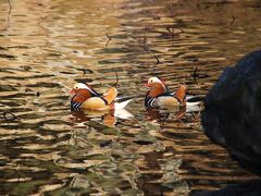 ◆初冬の福島～釈迦堂川の白鳥&大池のオシドリ観察記