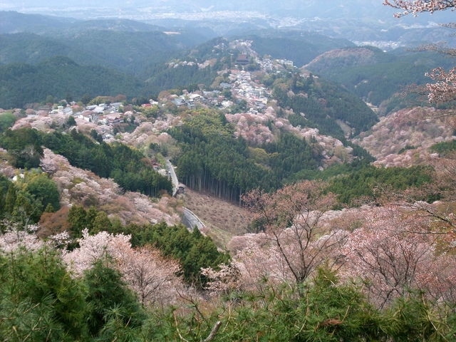 良いお天気で、最高のハイキング日和でした。<br /><br />前々からずーっと行きたくて仕方なかった、日本一の桜の名所『吉野山の三万本の桜』をようやく観に行ってきました(*´▽｀*)<br />｢一目千本｣と言われることも納得！の一面が桜・桜・桜でした♪ヽ(´▽｀)/<br /><br />下千本～中千本～上千本と登って、シロヤマザクラの他に、山ツツジや桃の花なんかも観てきましたよ。<br />もちろん世界遺産の金峯山寺(蔵王堂)にも寄って、蔵王権現像を拝観しました。<br />あとお土産屋さんにも立ち寄り、のんびりまったりと約13km歩いてきました。<br />楽しかったぁ♪ヽ(´▽｀)/