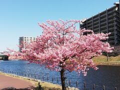 旧中川沿いで河津桜