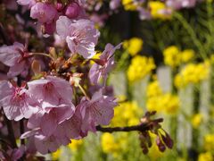 20210303-1 京都 ちと冷えるけれど、えぇ天気。淀の河津桜はお花見日和。