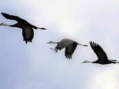 日本一の鶴の渡来地出水でナベツルと初逢瀬