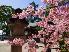 20210303-3 京都 與杼神社にも河津桜ですねぇ。ちうか、ヨドって読むのね。