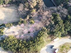 聖埼公園河津桜空撮