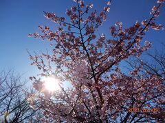 大堀川の河津桜が、ほぼ満開です！