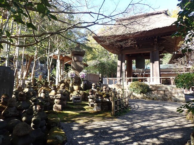 鎌倉駅からバスにておよそ15分で浄明寺に到着です。<br />訪れるのは浄妙寺です!!!<br />今日は天気が良いのですが風が非常に冷たいです。<br />歩いて10分ぐらいのところにあります報国寺へ向かいます。<br />ミシュラン・グリーンガイドでは、「報国寺」はなんと鎌倉で2箇所しかない三星です。美しい「竹の庭」で有名です。<br />